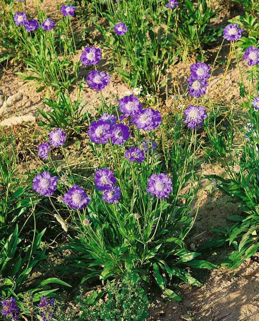 Scabiosa caucasica 'St&auml;fa', Skabiose, hellblau, ca. 9x9 cm Topf 