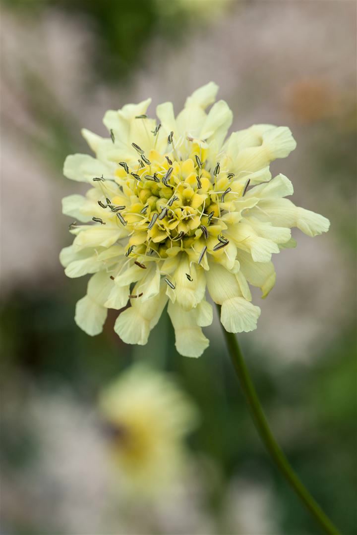Scabiosa ochroleuca, Gelbe Skabiose, ca. 9x9 cm Topf 
