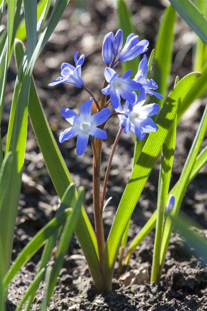 Scilla siberica, Blaustern, intensiv blau, ca. 9x9 cm Topf 