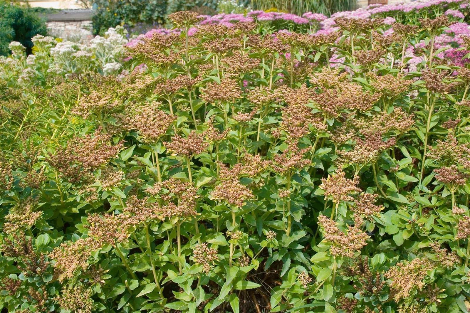 Sedum aizoon, Fetthenne, gelbbl&uuml;hend, ca. 9x9 cm Topf 