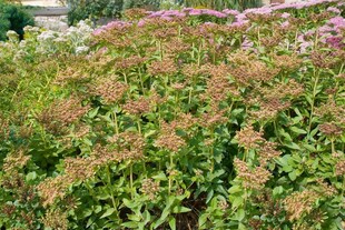 Sedum aizoon, Fetthenne, gelbblühend, ca. 9x9 cm Topf 