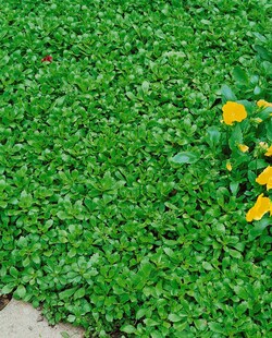 Sedum hybridum 'Immergrünchen', Fetthenne, ca. 9x9 cm Topf 