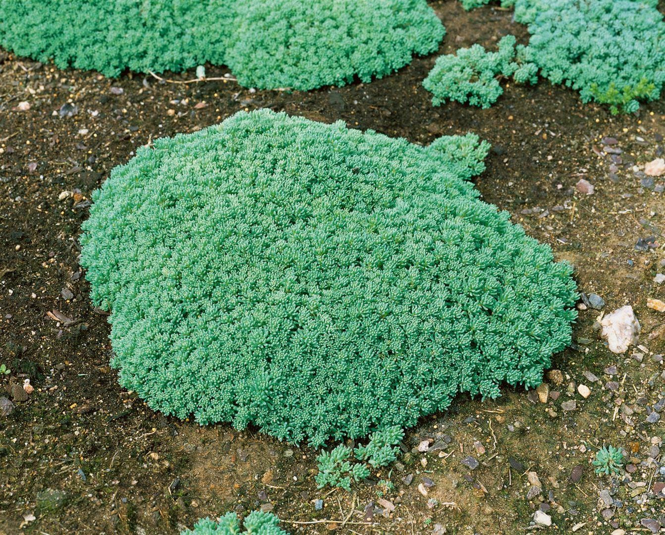 Sedum lydium, Teppichsedum, ca. 9x9 cm Topf, pflegeleicht 