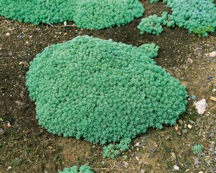 Sedum lydium, Teppichsedum, ca. 9x9 cm Topf, pflegeleicht 