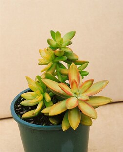 Sedum oreganum, Fetthenne, ca. 9x9 cm Topf, sukkulent 