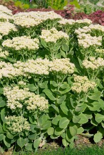 Sedum spectabile 'Stardust', Fetthenne, weißblühend, ca. 9x9 cm Topf 
