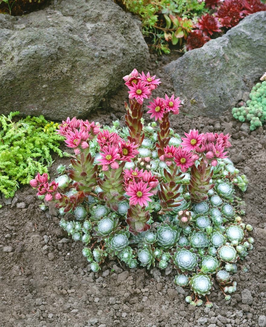 Sempervivum arachnoideum 'Rheinkiesel', Spinnweb-Hauswurz, ca. 9x9 cm Topf 