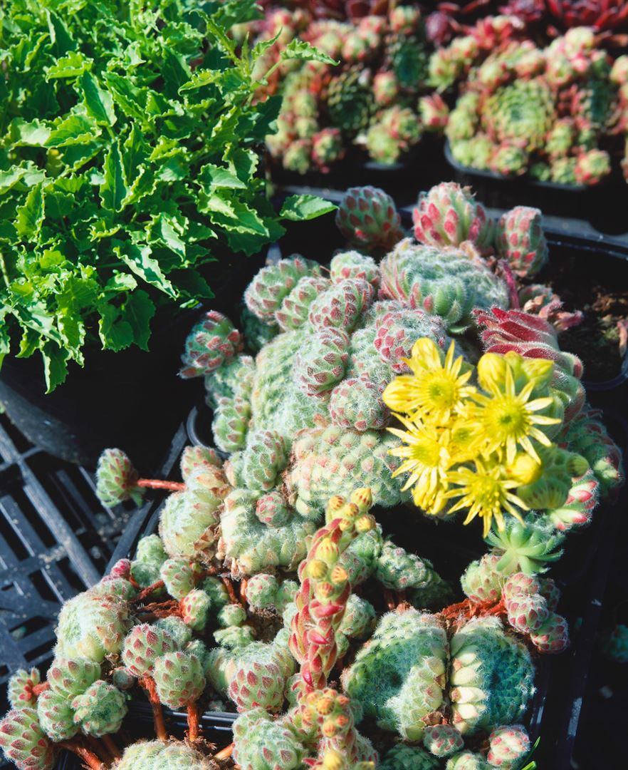 Sempervivum ciliosum 'Borisii', Hauswurz, ca. 9x9 cm Topf 