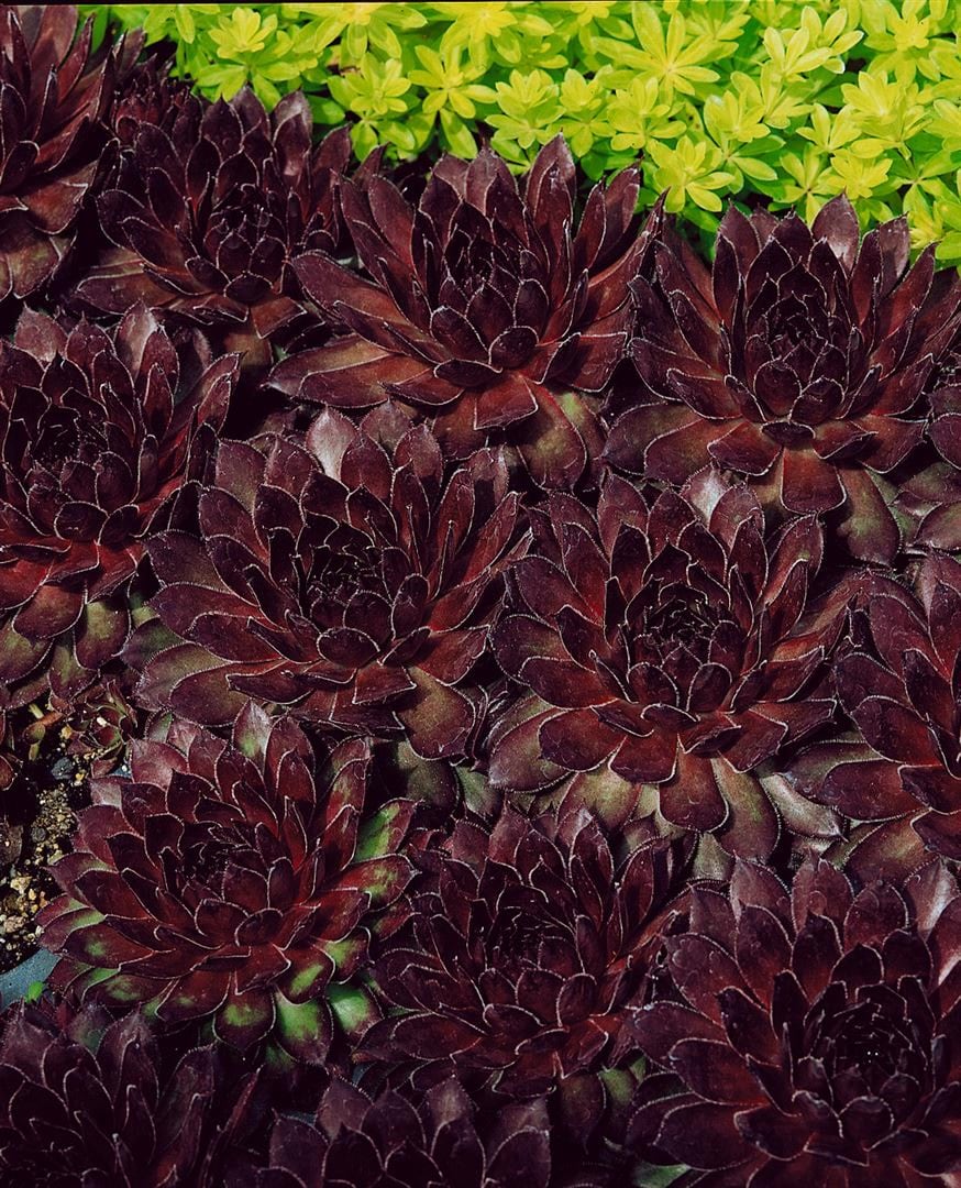 Sempervivum tectorum 'Noir', Hauswurz, dunkelrot, ca. 9x9 cm Topf 