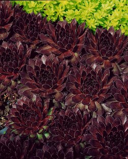 Sempervivum tectorum 'Noir', Hauswurz, dunkelrot, ca. 9x9 cm Topf 