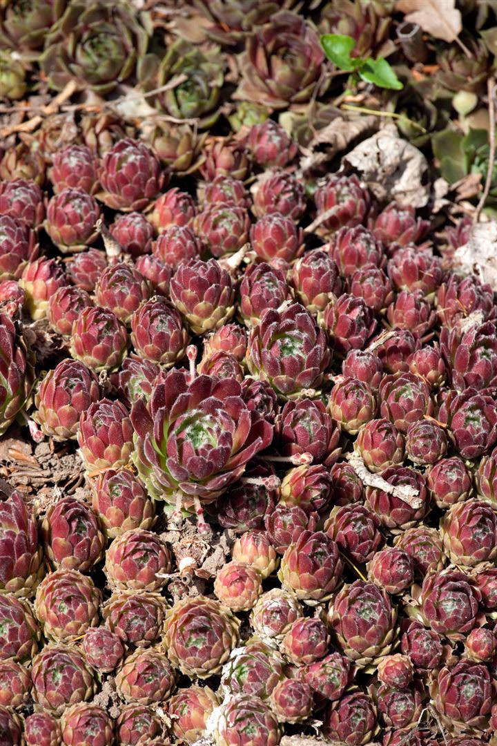 Sempervivum x cult.'Hey Hey', Hauswurz, ca. 9x9 cm Topf 