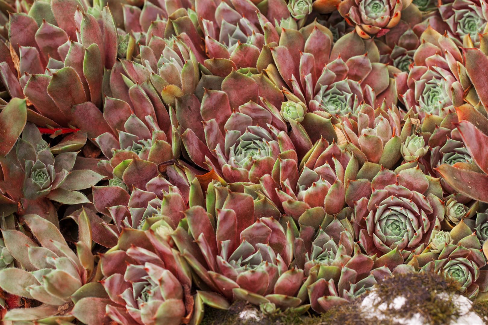 Sempervivum x cult.'Tedderheid', Hauswurz, ca. 9x9 cm Topf 