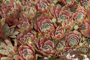 Sempervivum x cult.'Tedderheid', Hauswurz, ca. 9x9 cm Topf 