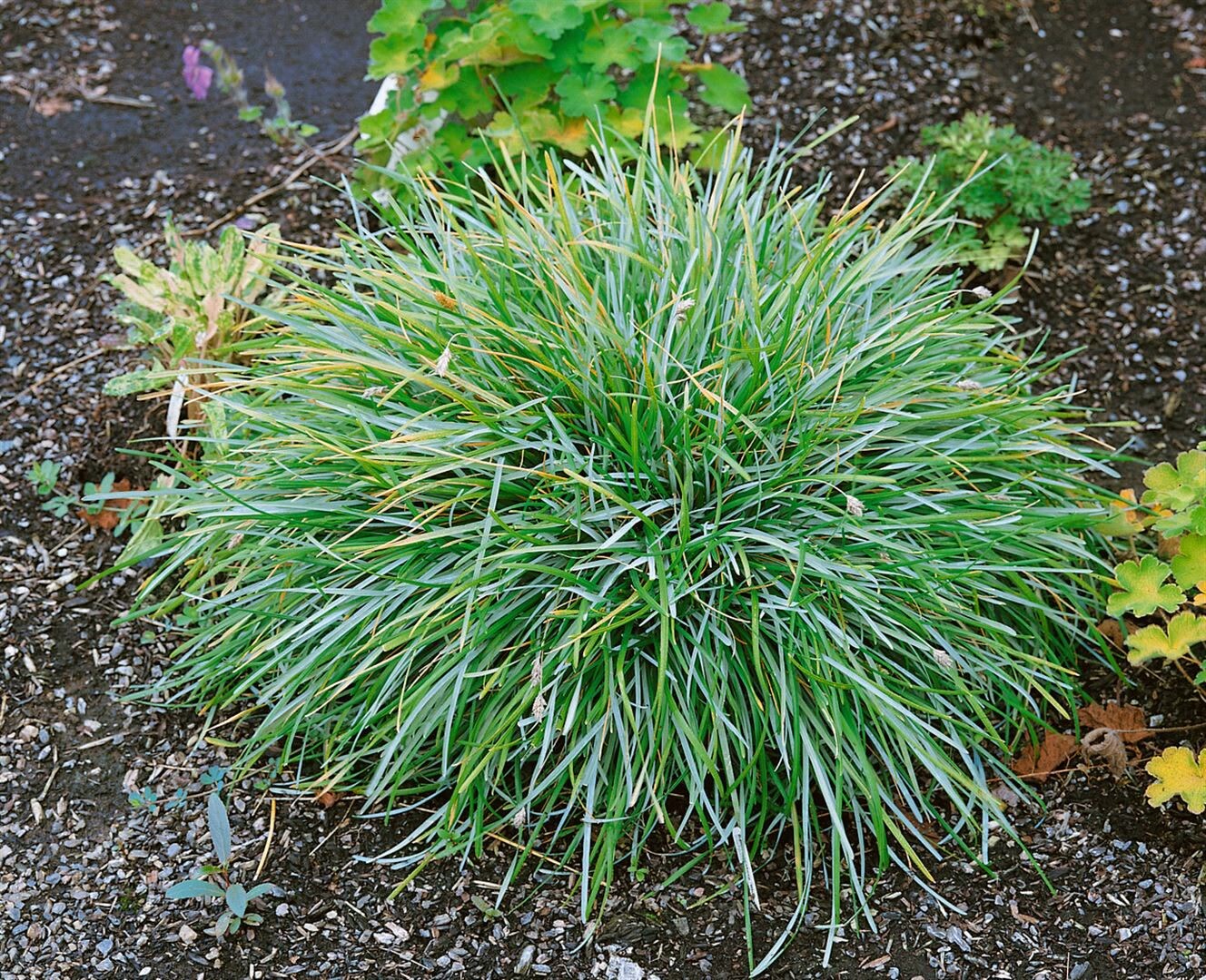 Sesleria caerulea, Blaugras, ca. 9x9 cm Topf 