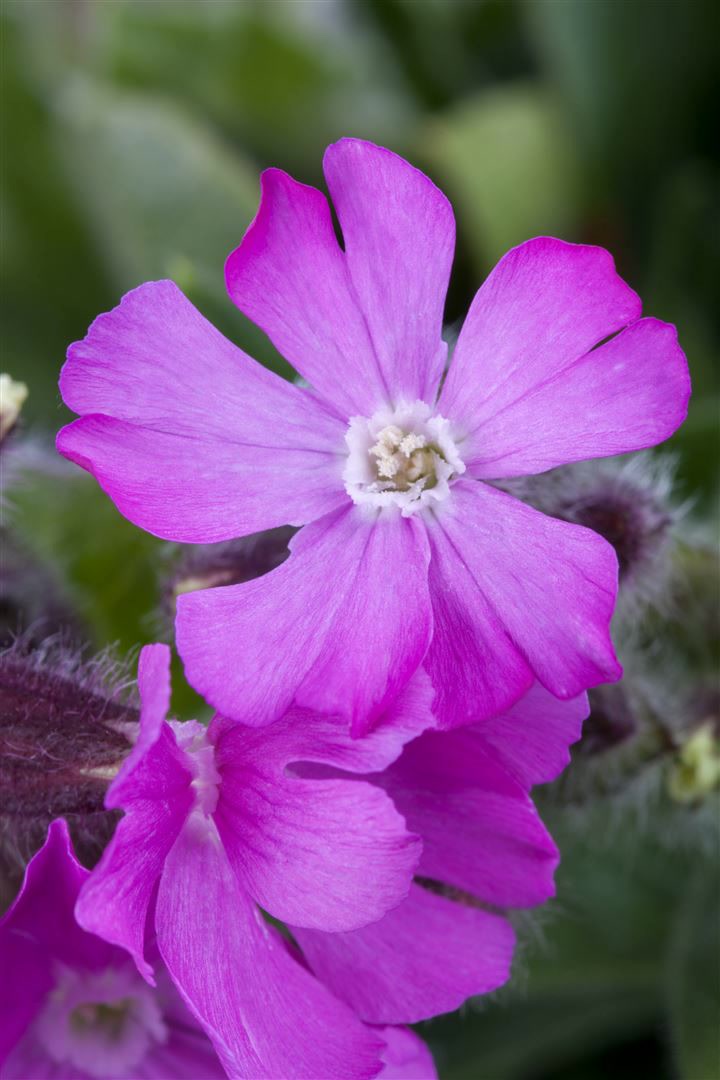 Silene dioica, Rote Lichtnelke, ca. 9x9 cm Topf 