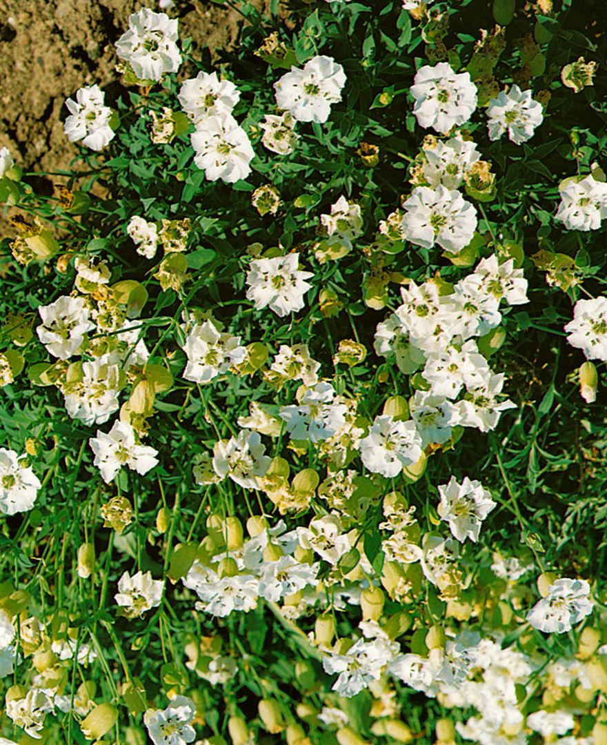 Silene uniflora 'Wei&szlig;kehlchen', wei&szlig;, ca. 9x9 cm Topf 