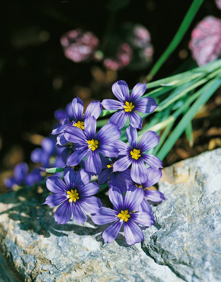Sisyrinchium bellum, blau, ca. 9x9 cm Topf 