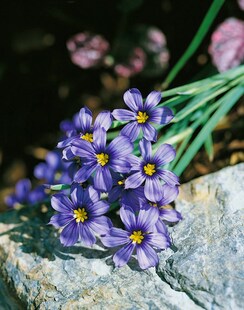 Sisyrinchium bellum, blau, ca. 9x9 cm Topf 