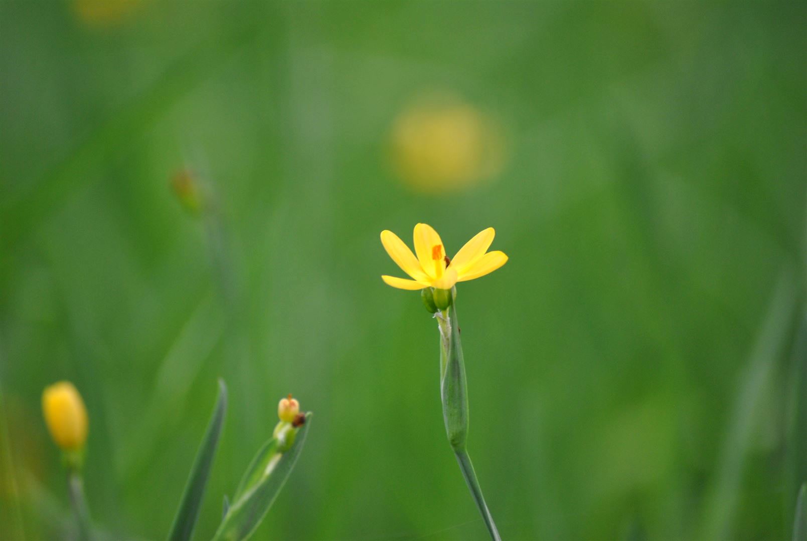 Sisyrinchium californicum, gelbbl&uuml;hend, ca. 9x9 cm Topf 