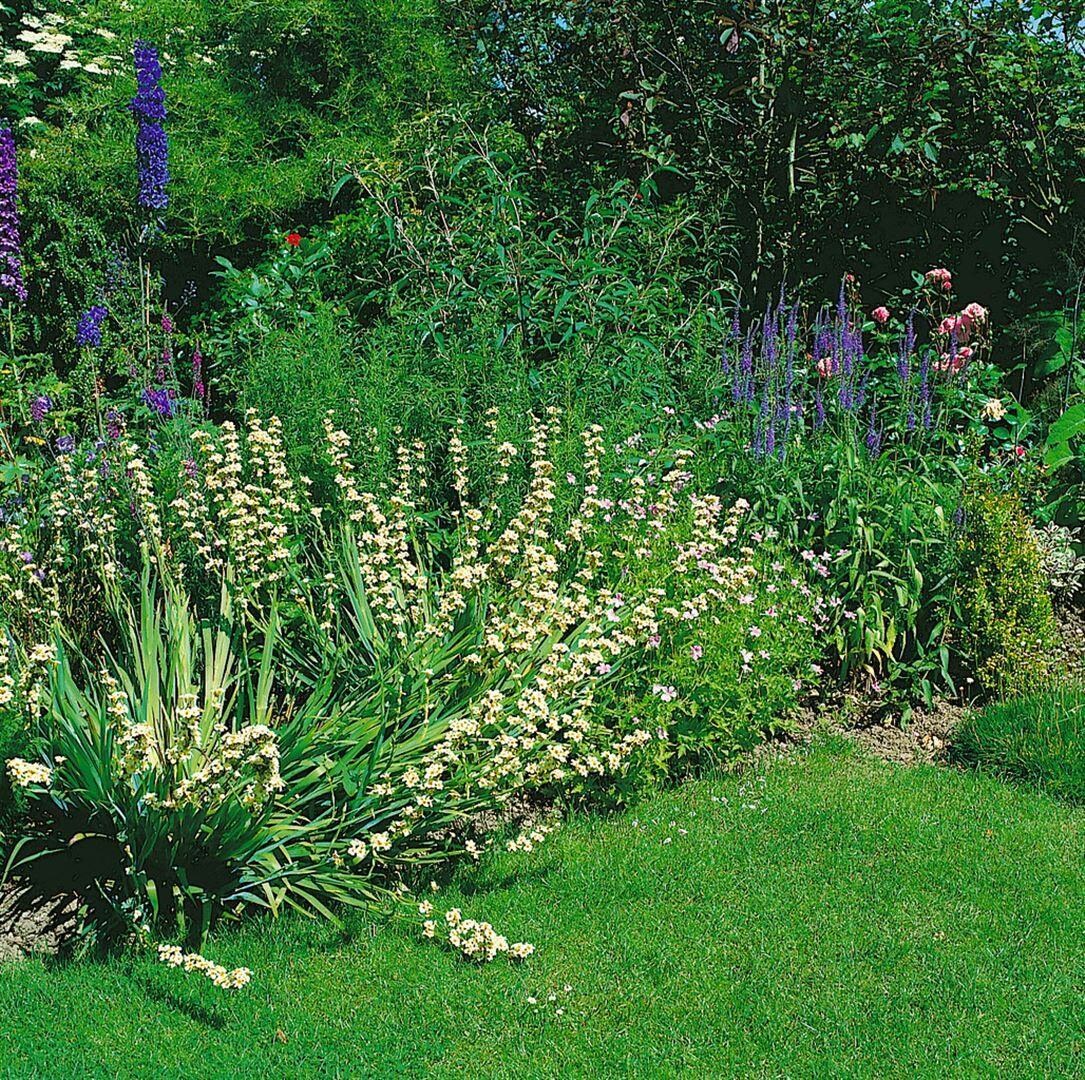 Sisyrinchium striatum, Gelb&auml;ugige Graslilie, ca. 9x9 cm Topf 