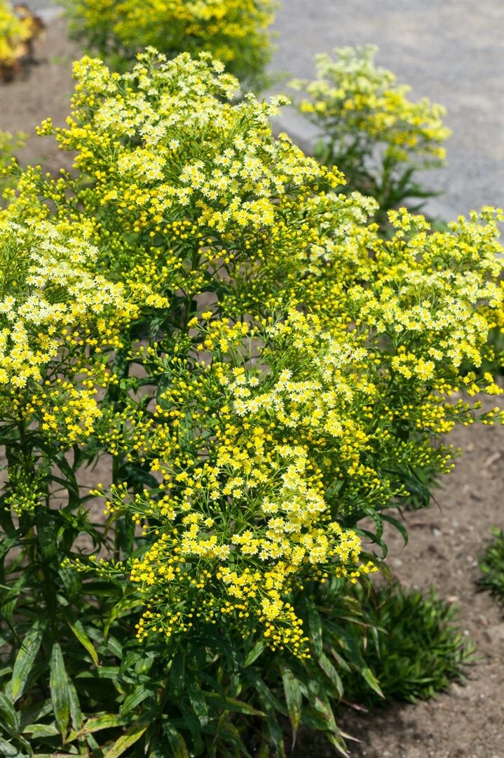 Solidago virgaurea ssp. virgaurea, Goldrute, ca. 9x9 cm Topf 