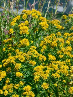 Solidago x cult.'Laurin', Goldrute, kompakt, ca. 9x9 cm Topf 