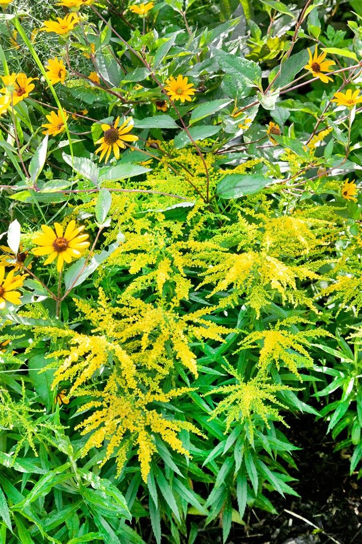 Solidago x cult.'Strahlenkrone', Goldrute, gelb, ca. 9x9 cm Topf 