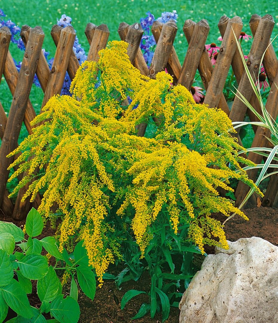 Solidaster (x) luteus, gelb, ca. 9x9 cm Topf 