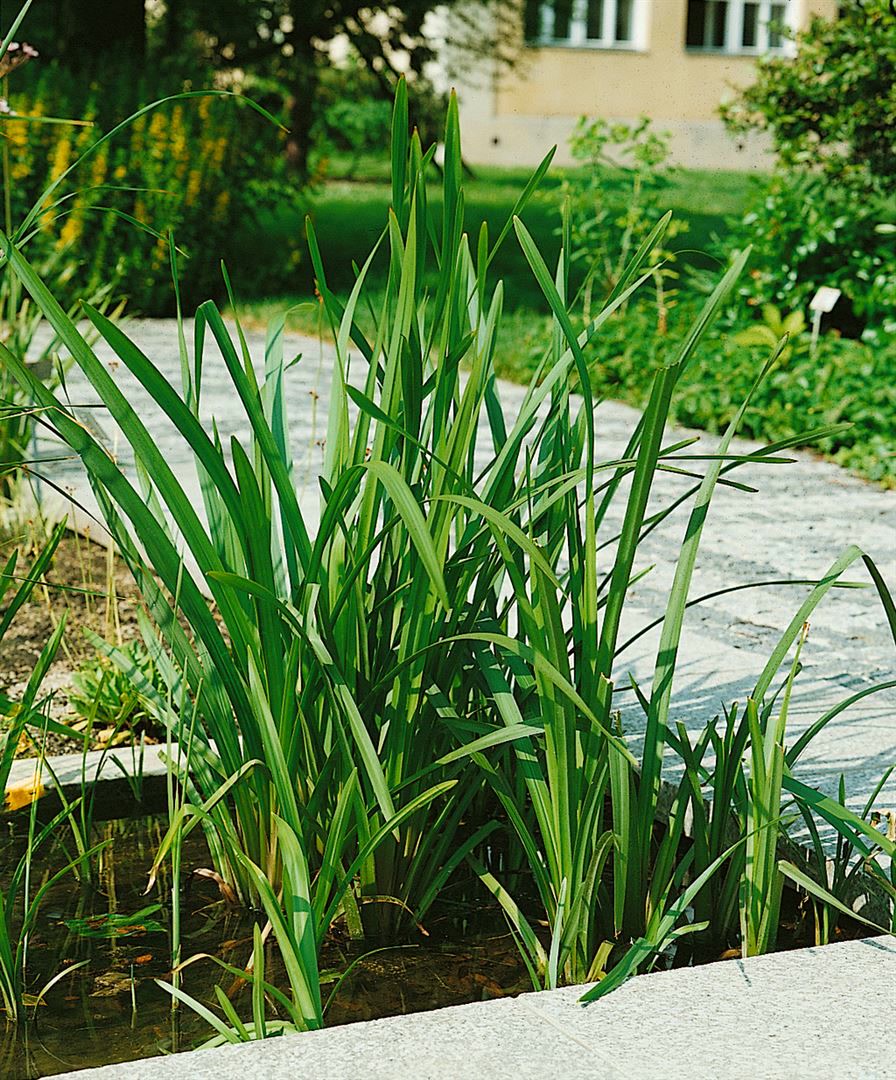 Sparganium erectum, Igelkolben, ca. 9x9 cm Topf 