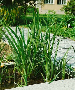Sparganium erectum, Igelkolben, ca. 9x9 cm Topf 