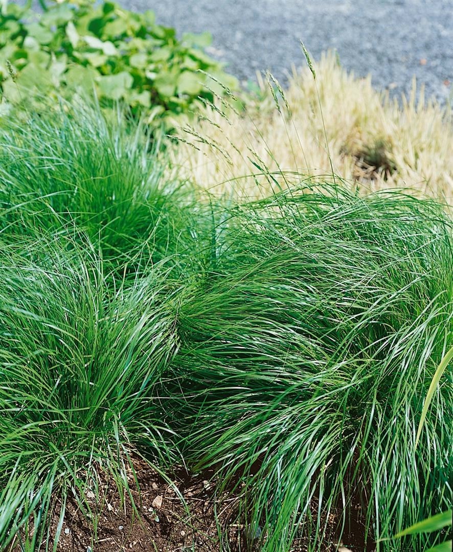 Sporobolus heterolepis, Pr&auml;riegras, ca. 9x9 cm Topf 