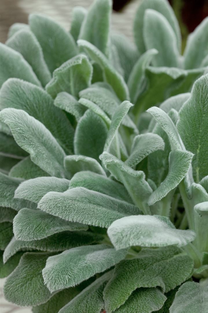 Stachys byzantina, Wollziest, silbrig, ca. 9x9 cm Topf 