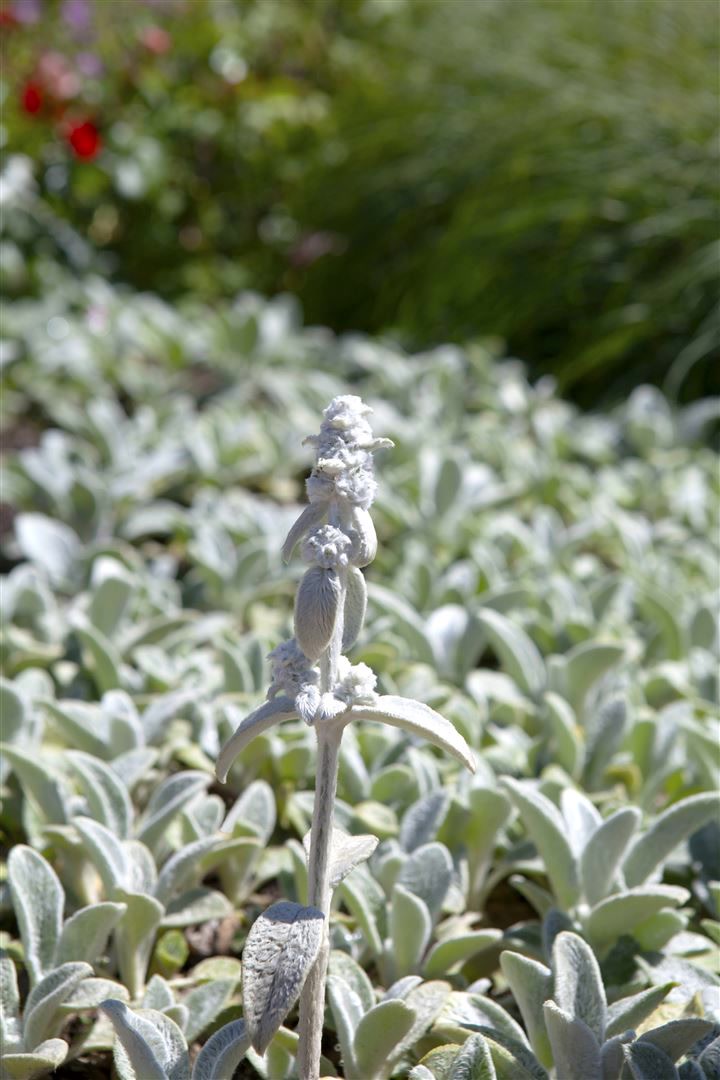 Stachys byzantina 'Silver Carpet', Wollziest, silbrig, ca. 9x9 cm Topf 