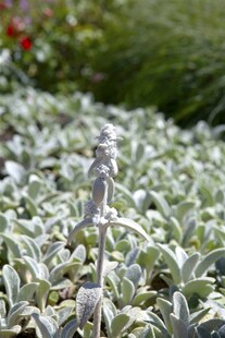 Stachys byzantina 'Silver Carpet', Wollziest, silbrig, ca. 9x9 cm Topf 