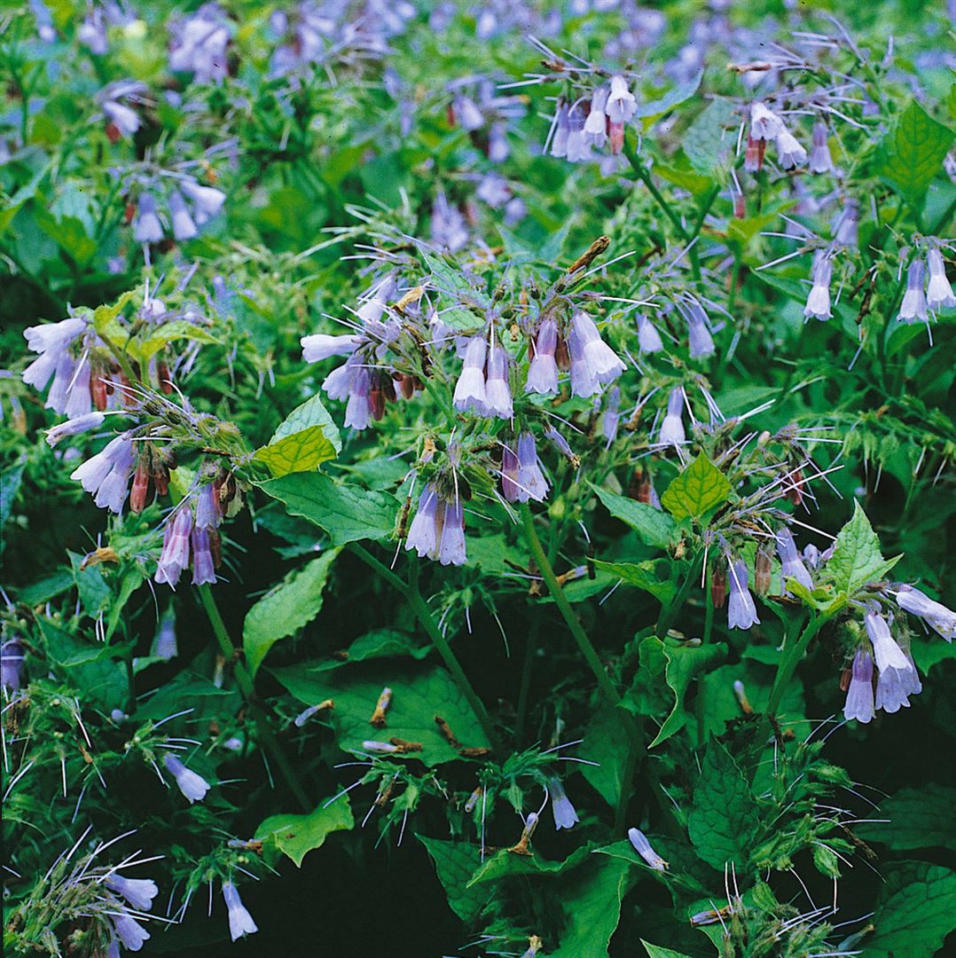 Symphytum grandiflorum 'Blaue Glocken', Beinwell, blau, ca. 9x9 cm Topf 