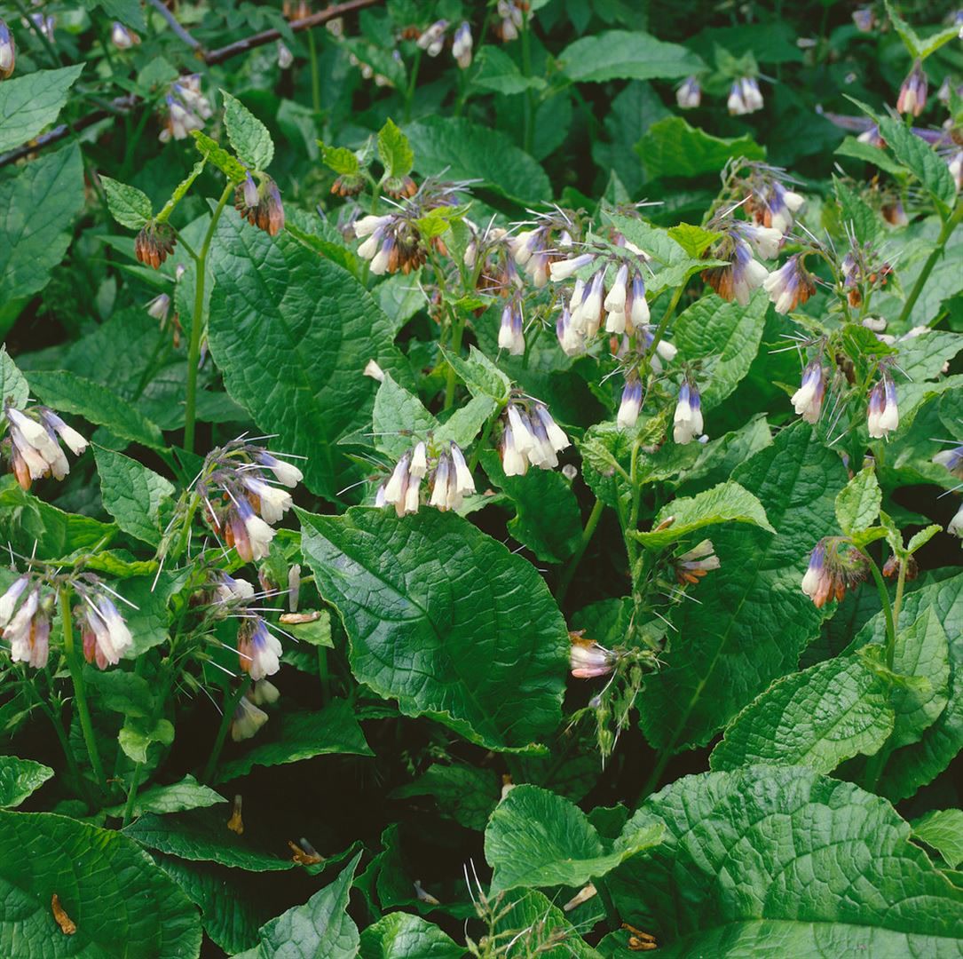Symphytum grandiflorum 'Hidcote Blue', Beinwell, blau, ca. 9x9 cm Topf 