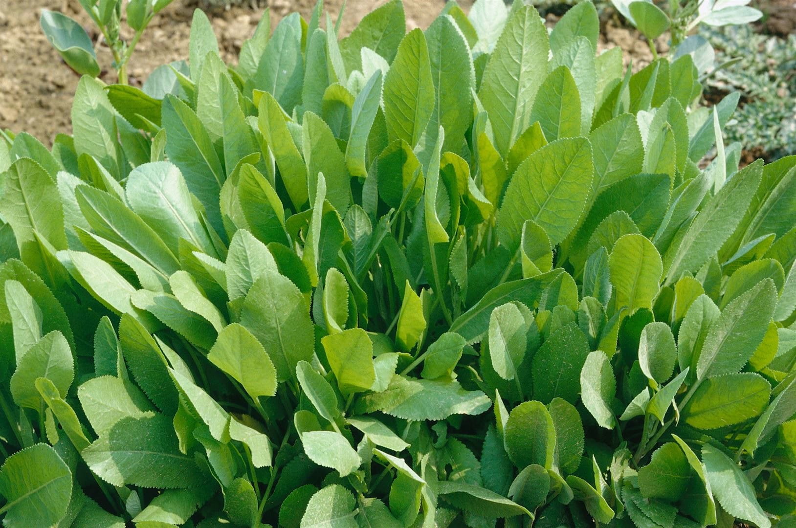 Tanacetum balsamita, Balsamkraut, aromatisch, ca. 9x9 cm Topf 