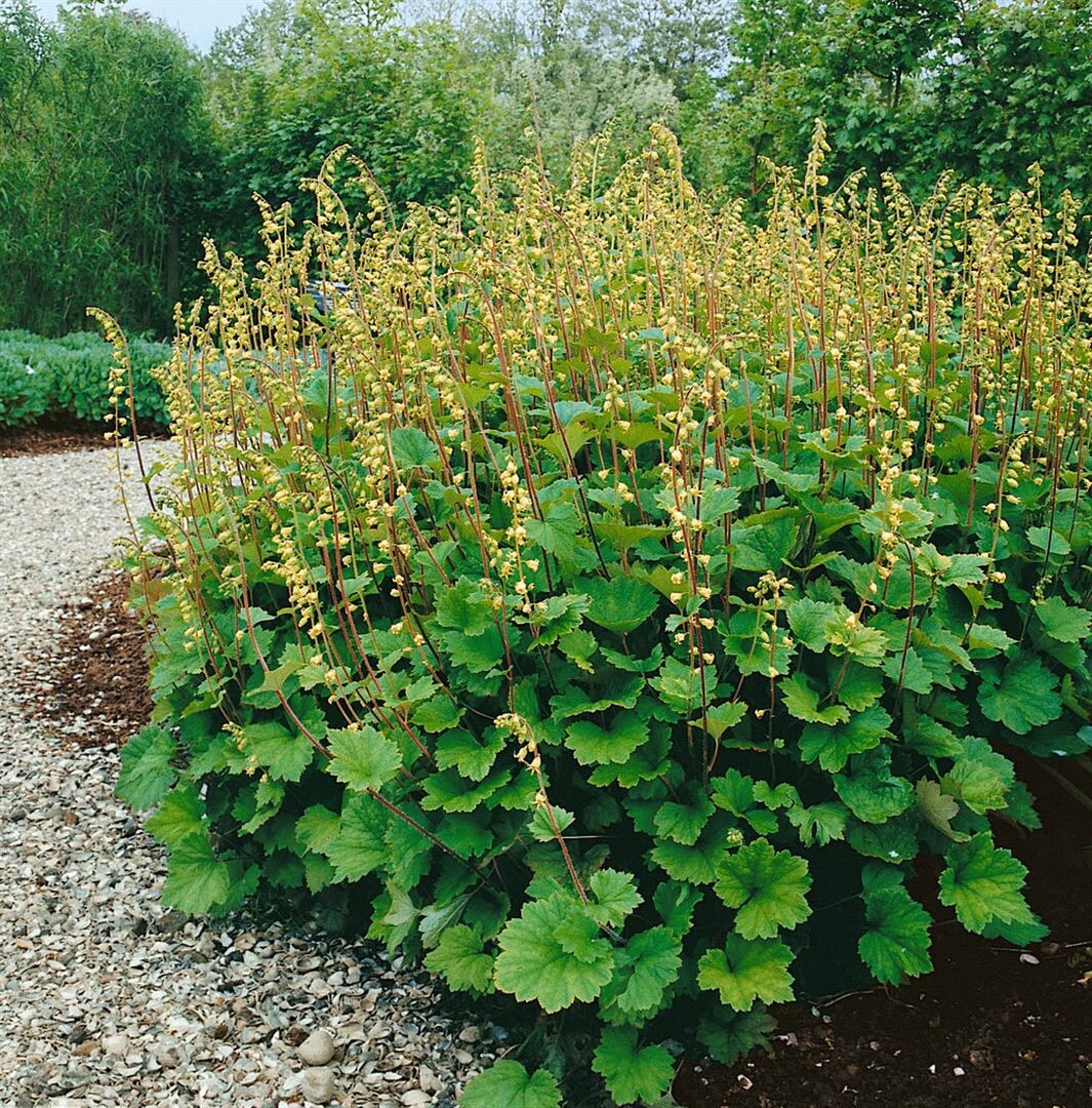 Tellima grandiflora, Falsche Alraunwurzel, ca. 9x9 cm Topf 
