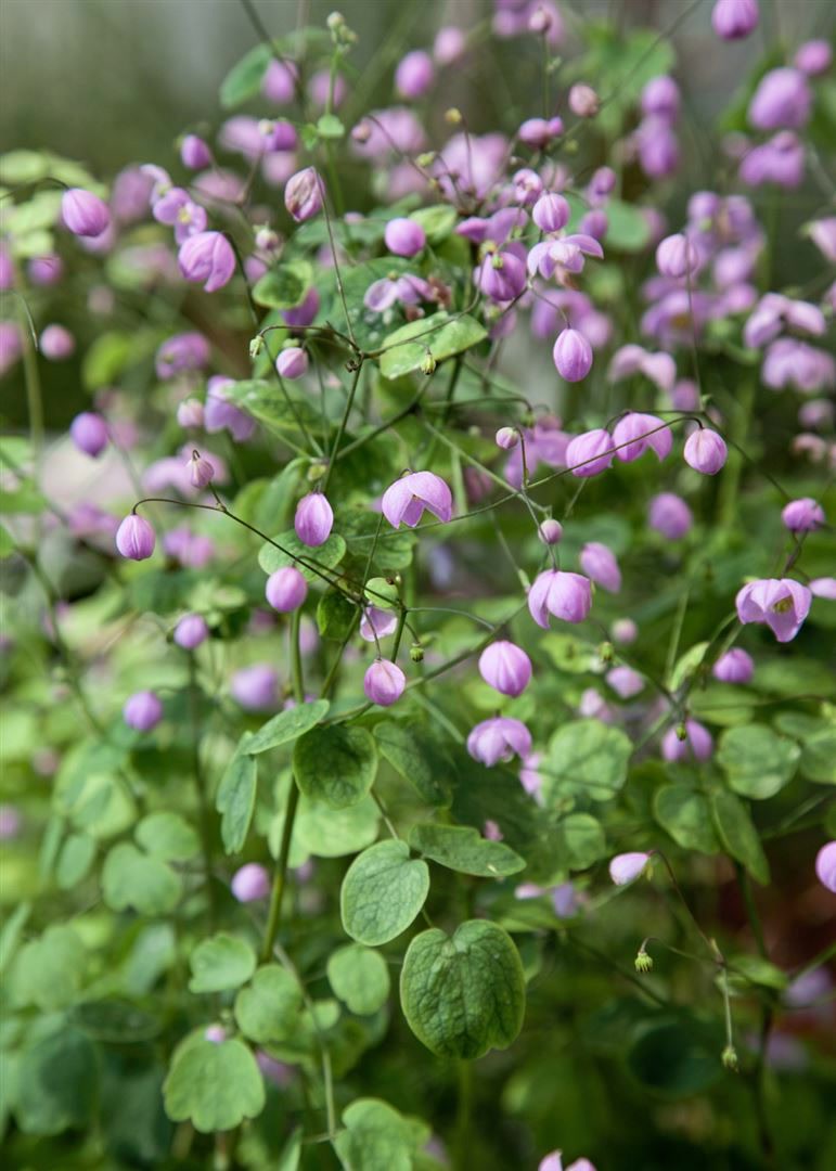 Thalictrum delavayi 'Hewitt's Double', Wiesenraute, lila, ca. 9x9 cm Topf 