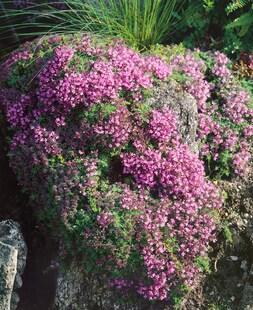Thymus doerfleri 'Bressingham Seedling', Teppichthymian, rosa, ca. 9x9 cm Topf 