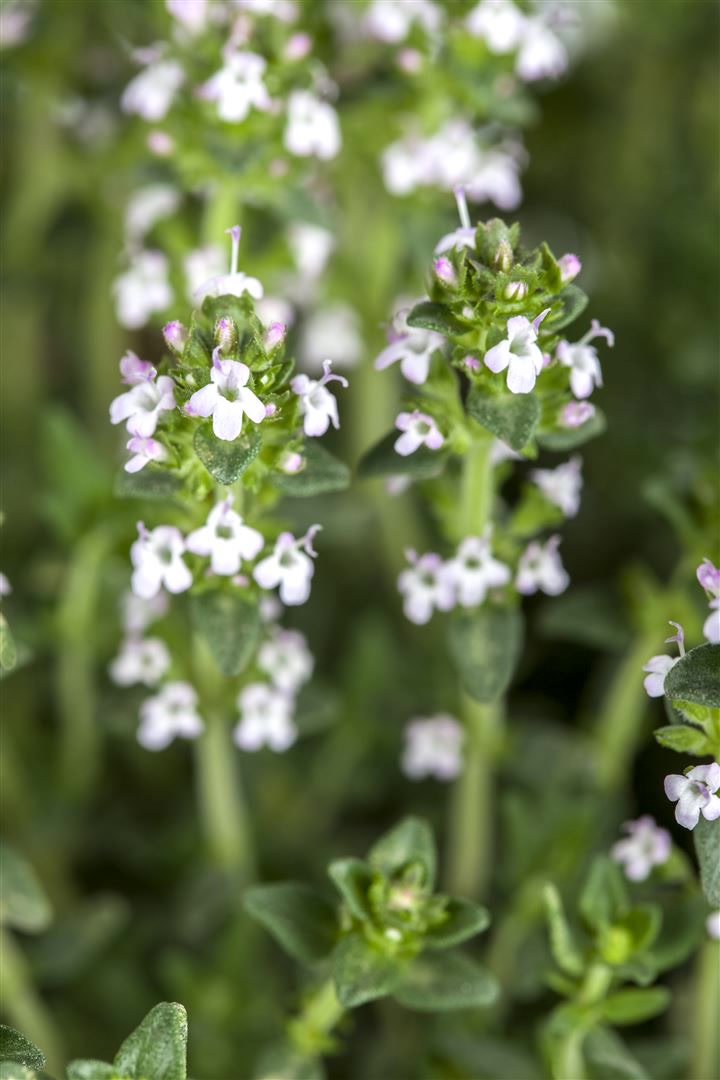 Thymus serpyllum var.albus, Sand-Thymian, wei&szlig;, ca. 9x9 cm Topf 