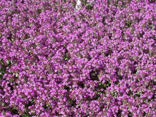 Thymus serpyllum 'Creeping Red', Sand-Thymian, rotblühend, ca. 9x9 cm Topf 