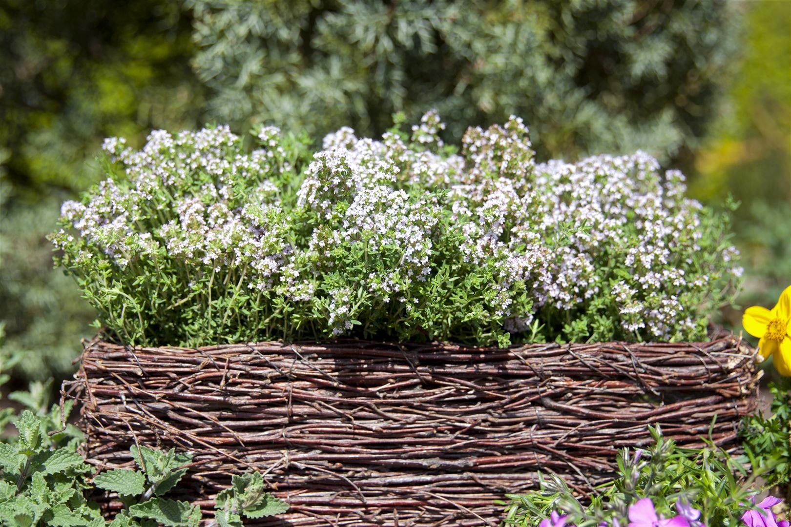 Thymus vulgaris, Echter Thymian, aromatisch, ca. 9x9 cm Topf 