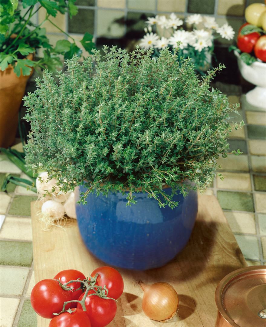 Thymus vulgaris 'Compactus', Thymian, aromatisch, ca. 9x9 cm Topf 