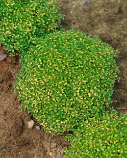 Thymus x citriodorus 'Bertram Anderson', Zitronenthymian, ca. 9x9 cm Topf 