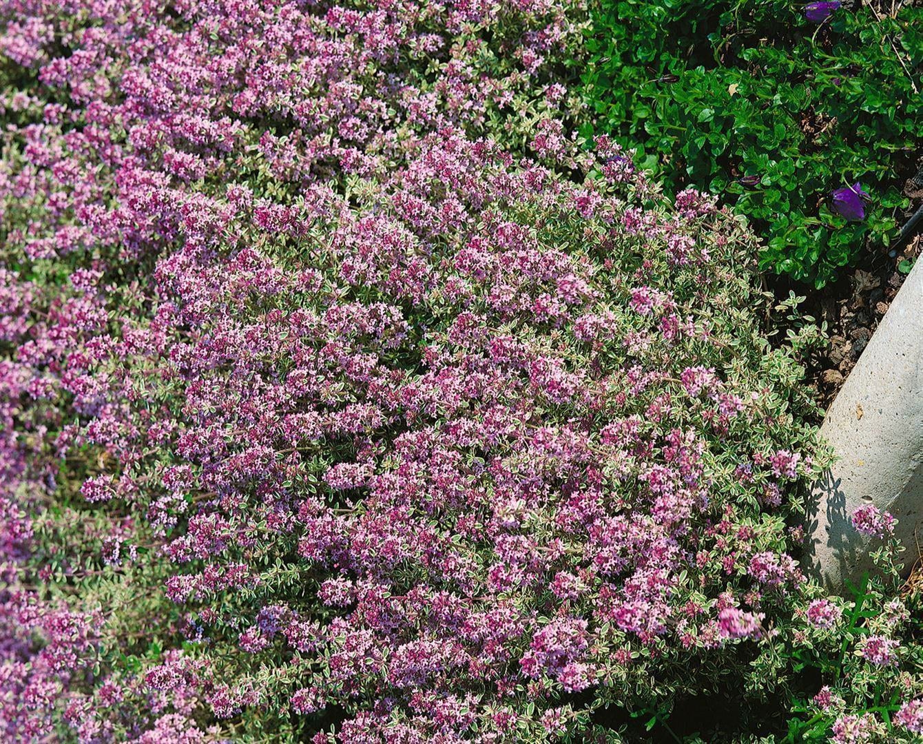 Thymus x citriodorus 'Lammefjord', Zitronenthymian, aromatisch, ca. 9x9 cm Topf 
