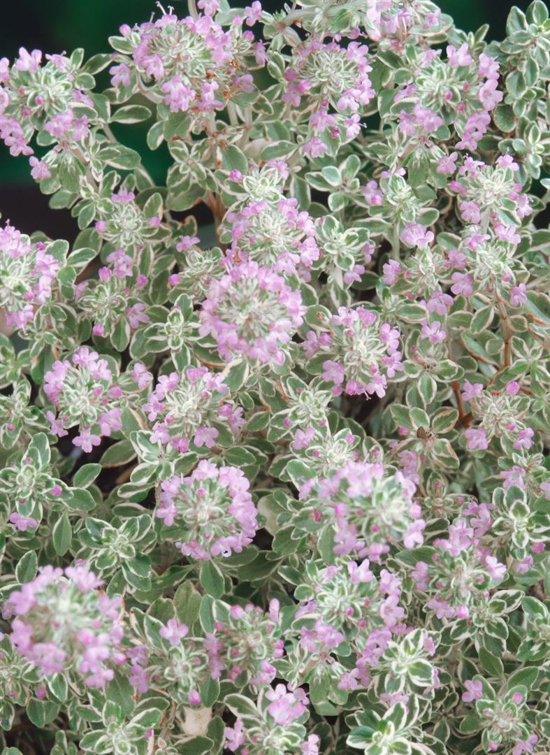 Thymus x citriodorus 'Silver King', Zitronenthymian, ca. 9x9 cm Topf 