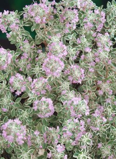 Thymus x citriodorus 'Silver King', Zitronenthymian, ca. 9x9 cm Topf 