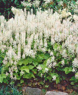 Tiarella cordifolia 'Moorgrün', Schaumblüte, ca. 9x9 cm Topf 
