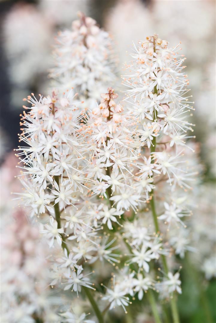 Tiarella laciniata 'Arpeggio', Schaumbl&uuml;te, ca. 9x9 cm Topf 